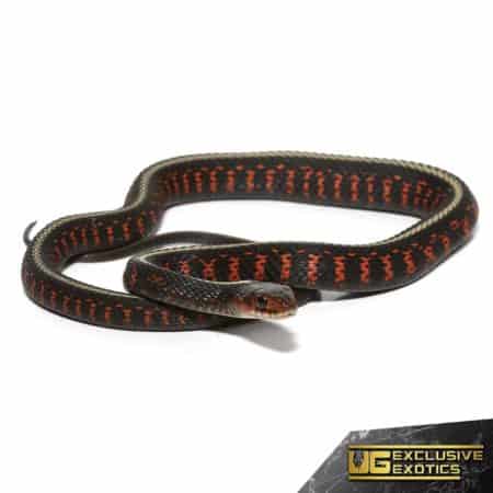 Baby Oregon Red Spotted Garter Snake For Sale - Underground Reptiles