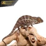 Chameleons For Sale - Underground Reptiles