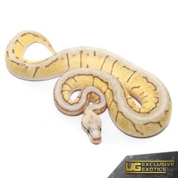 Spinnerblast Ball Python For Sale - Underground Reptiles