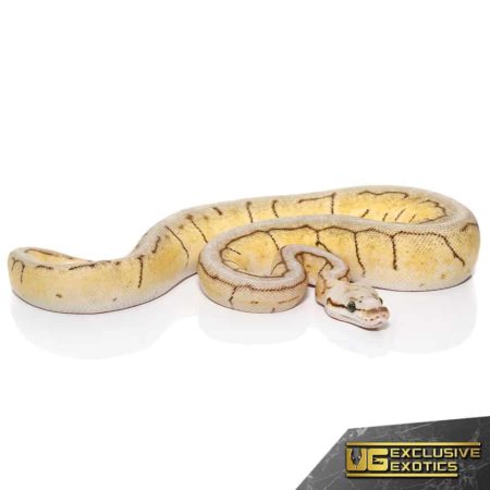 Spinnerblast Ball Python For Sale - Underground Reptiles