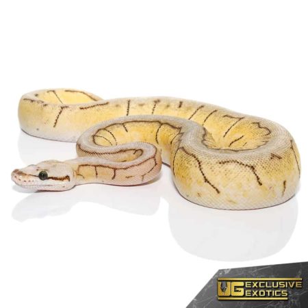 Spinnerblast Ball Python For Sale - Underground Reptiles
