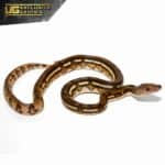 Baby Super Tiger Reticulated Python For Sale - Underground Reptiles