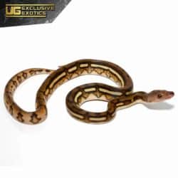 Baby Super Tiger Reticulated Python For Sale - Underground Reptiles