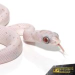 Baby Ultramel Palmetto Cornsnake For Sale - Underground Reptiles