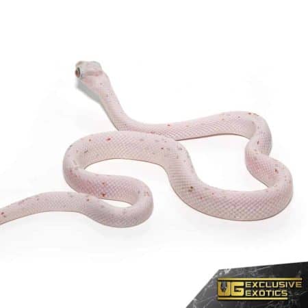 Baby Ultramel Palmetto Cornsnake For Sale - Underground Reptiles