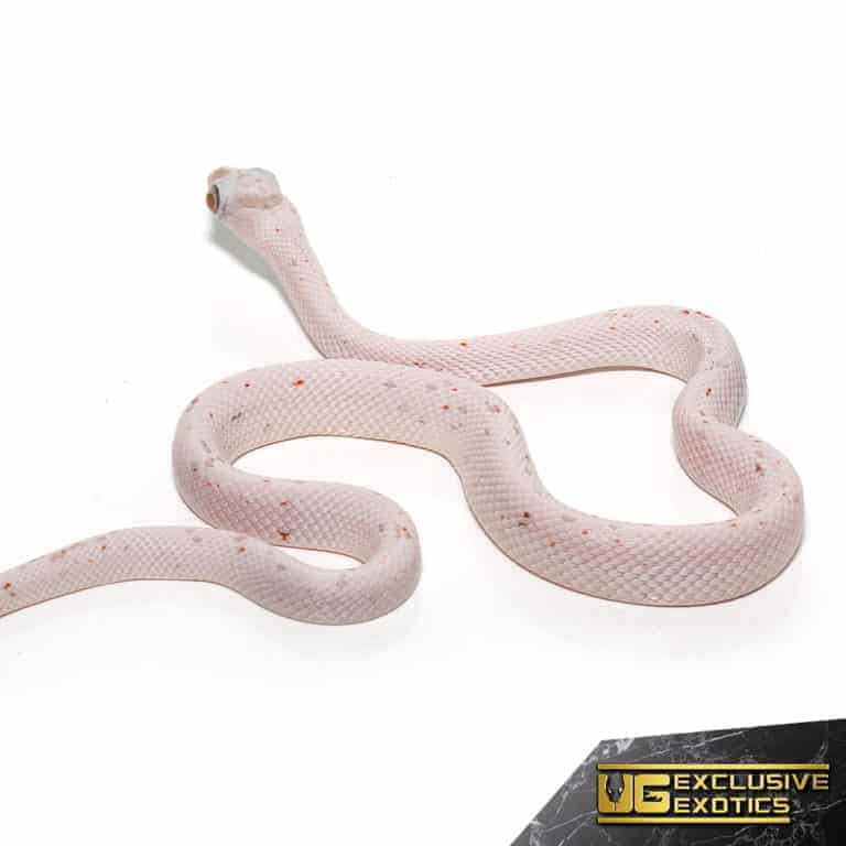Baby Ultramel Palmetto Cornsnakes Pantherophis Guttatus For Snake Underground Reptiles