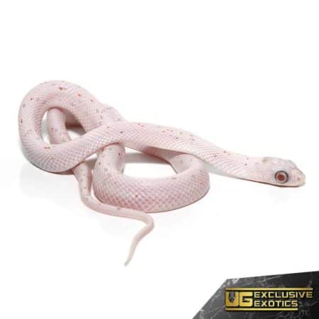 Baby Ultramel Palmetto Cornsnake For Sale - Underground Reptiles