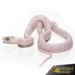 Baby Ultramel Palmetto Cornsnake For Sale - Underground Reptiles