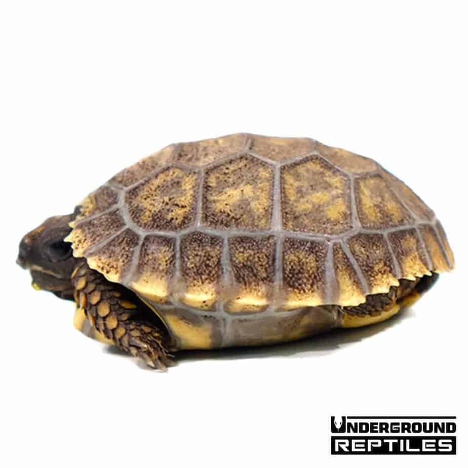 Baby Yellowfoot Tortoises For Sale - Underground Reptiles