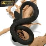 Black Purple Spotted Pit Viper For Sale - Underground Reptiles