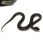 Black Purple Spotted Pit Viper For Sale - Underground Reptiles