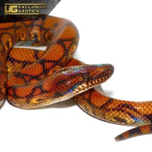 Boas For Sale - Underground Reptiles