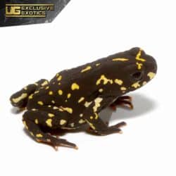 Bumble Bee Toad For Sale - Underground Reptiles