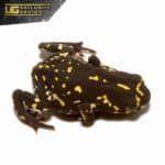 Bumble Bee Toad For Sale - Underground Reptiles