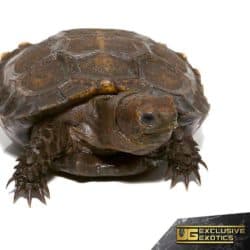 Burmese Brown Mountain Tortoise For Sale - Underground Reptiles