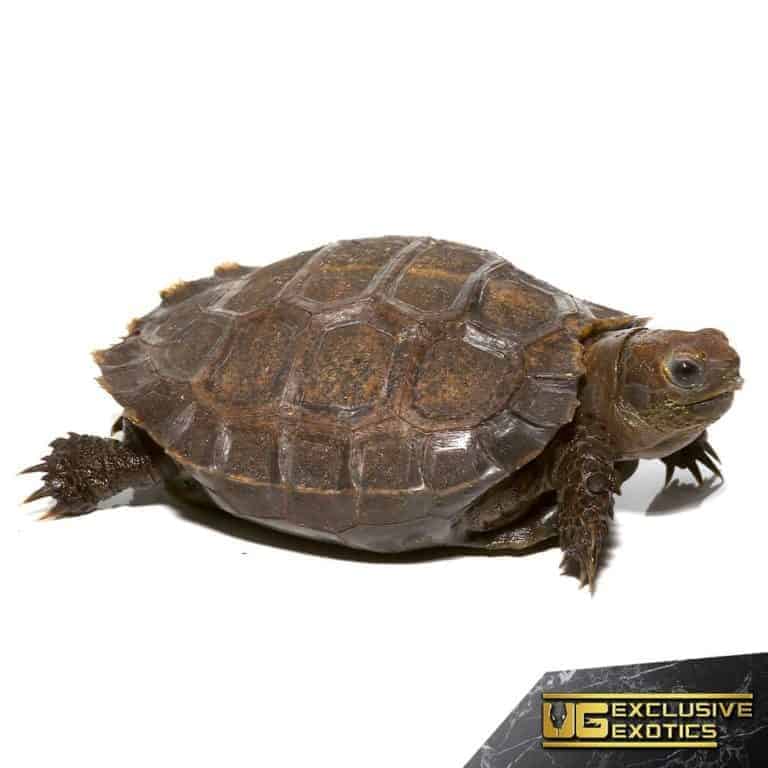 Baby Burmese Brown Mountain Tortoises For Sale - Underground Reptiles