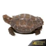 Burmese Brown Mountain Tortoise For Sale - Underground Reptiles