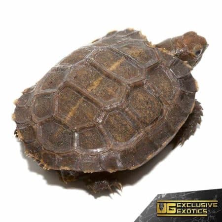 Baby Burmese Brown Mountain Tortoises For Sale - Underground Reptiles