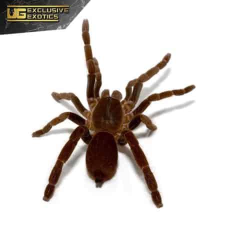 Cameroon Red Baboon For Sale - Underground Reptiles