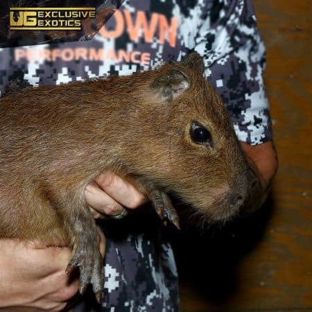 capybara baby mammals animals