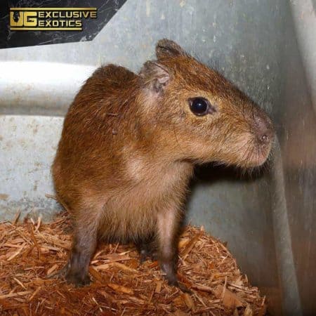 capybara baby