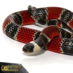 Central American Coral Snake For Sale - Underground Reptiles