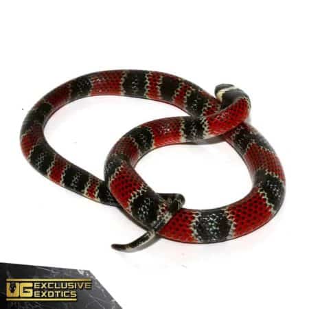 Bright red, black, and white striped Eastern Coral Snake, venomous species.