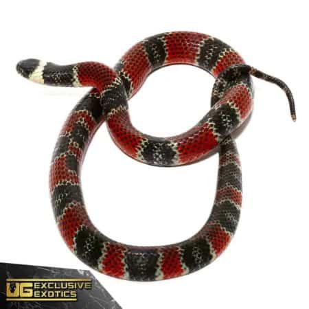 Central American Coral Snake For Sale - Underground Reptiles