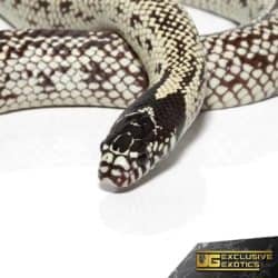 Charcoal Back California Kingsnake For Sale - Underground Reptiles