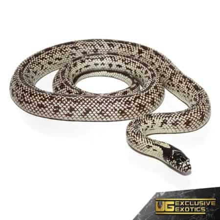 Charcoal Back California Kingsnake For Sale - Underground Reptiles