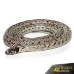 Charcoal Back California Kingsnake For Sale - Underground Reptiles