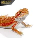 Cherry Bomb Dunner Bearded Dragon For Sale - Underground Reptiles