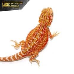 Cherry Bomb Dunner Bearded Dragon For Sale - Underground Reptiles