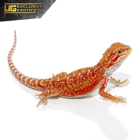 Cherry Bomb Dunner Bearded Dragon For Sale - Underground Reptiles
