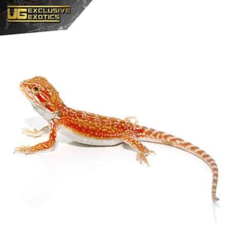 Cherry Bomb Dunner Bearded Dragon For Sale - Underground Reptiles