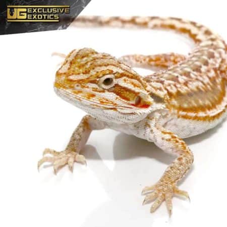 Cinnamon Dunner Leatherback Bearded Dragon