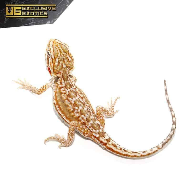 Cinnamon Dunner Leatherback Bearded Dragons For Sale Underground Reptiles