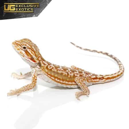 Cinnamon Dunner Leatherback Bearded Dragon