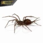 Colombian Blue Funnel Web Spider For Sale - Underground Reptiles