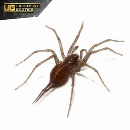 Colombian Blue Funnel Web Spider For Sale - Underground Reptiles