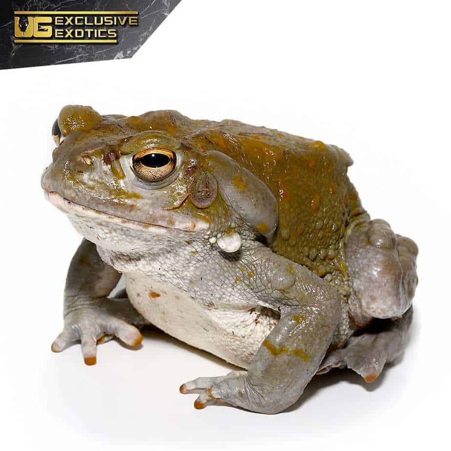 Colorado River Toads For Sale Underground Reptiles