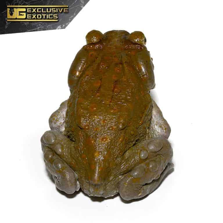 Colorado River Toads For Sale Underground Reptiles