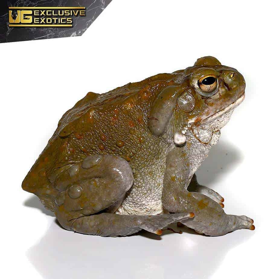 Colorado River Toads For Sale - Underground Reptiles
