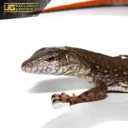Crocodile Tegu For Sale - Underground Reptiles