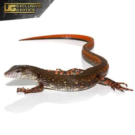 Crocodile Tegu For Sale - Underground Reptiles