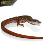 Crocodile Tegu For Sale - Underground Reptiles