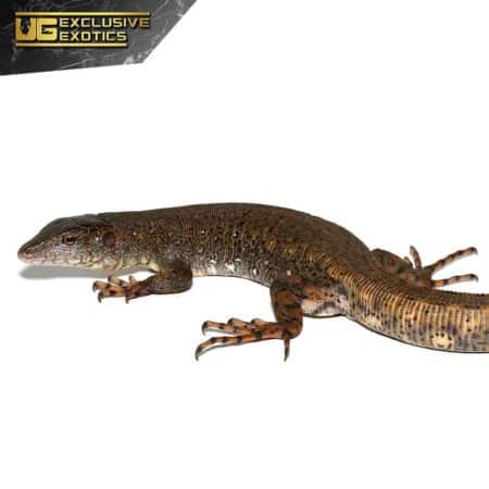 Crocodile Tegu For Sale - Underground Reptiles