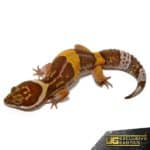 East Indian Leopard Gecko For Sale - Underground Reptiles