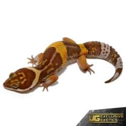 East Indian Leopard Gecko For Sale - Underground Reptiles