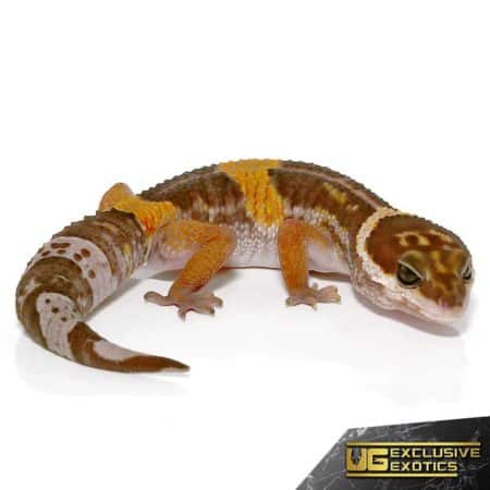 East Indian Leopard Gecko For Sale - Underground Reptiles